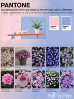 Ball Floraplant color trend guide