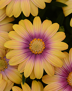 A bloom shot of african daisy - Osteo Blushing Beauty