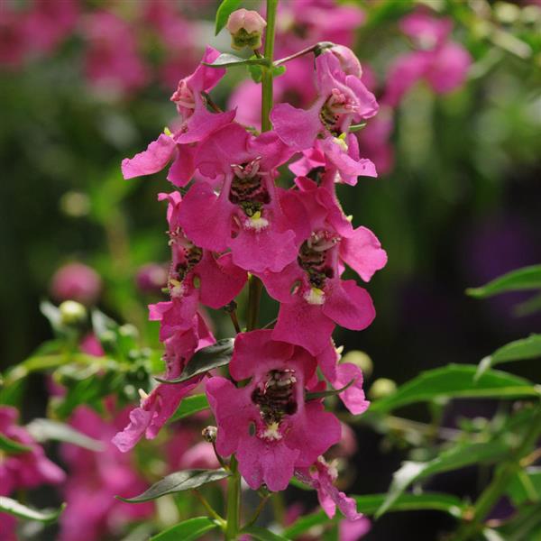 Archangel™ Angelonia