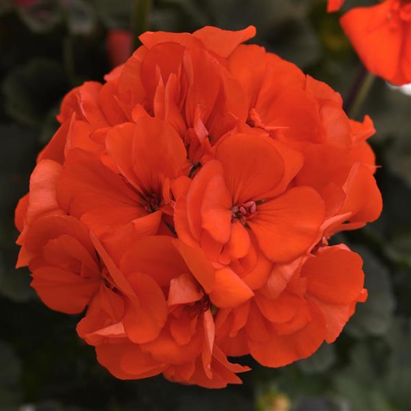 Presto™ Zonal Geranium