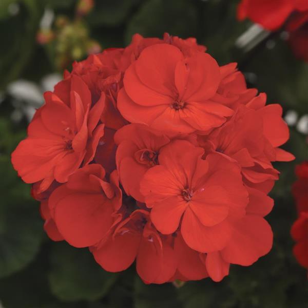 Presto™ Zonal Geranium