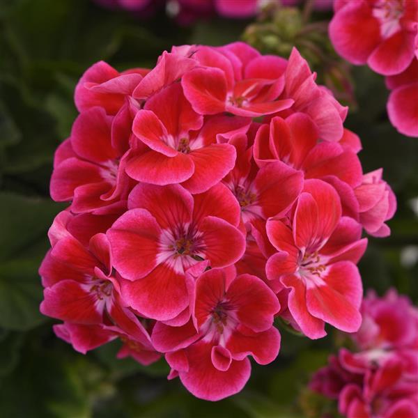 Presto™ Zonal Geranium