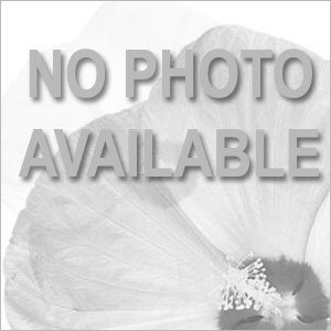 Petunia Phantom