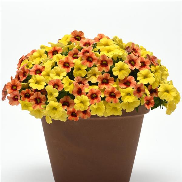 MixMasters™ Eye Caramba