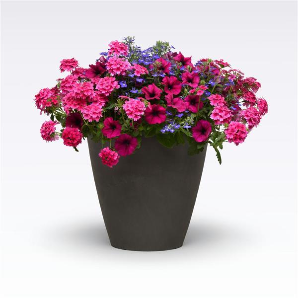 MixMasters™ Fashionista