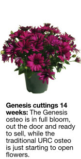 Genesis cuttings after 14 weeks, the genesis osteo is in full bloom out the door and ready to sell, while the traditional URC osteo is just starting to open flowers