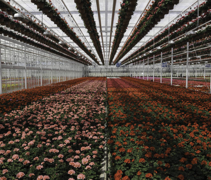 Geraniums in greenhouse
