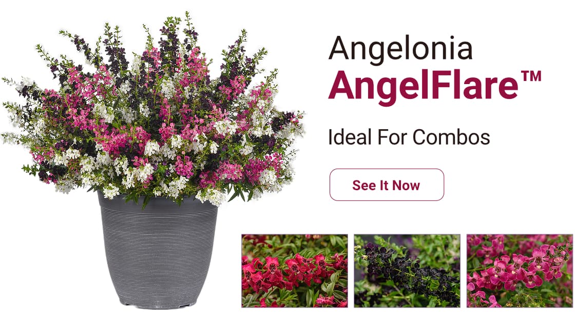 Angelonia AngelFlare™