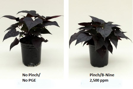 picture of comparison between no pinch, no PGE versus pinch and b-nine 2500ppm